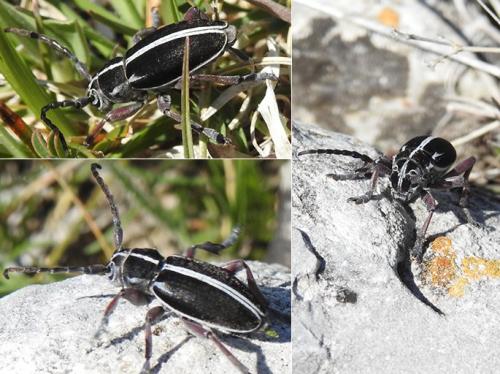 Dorcadion arenarium